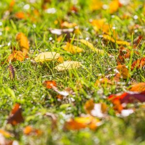 How to Spring Clean Your Yard