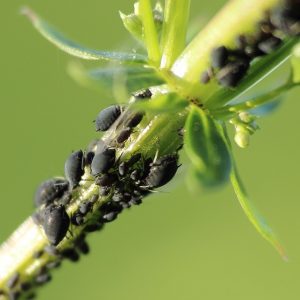 Chemical Aphid Control