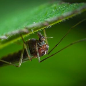 Mosquito control management in Tennessee