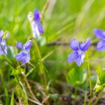 get rid of wild violets