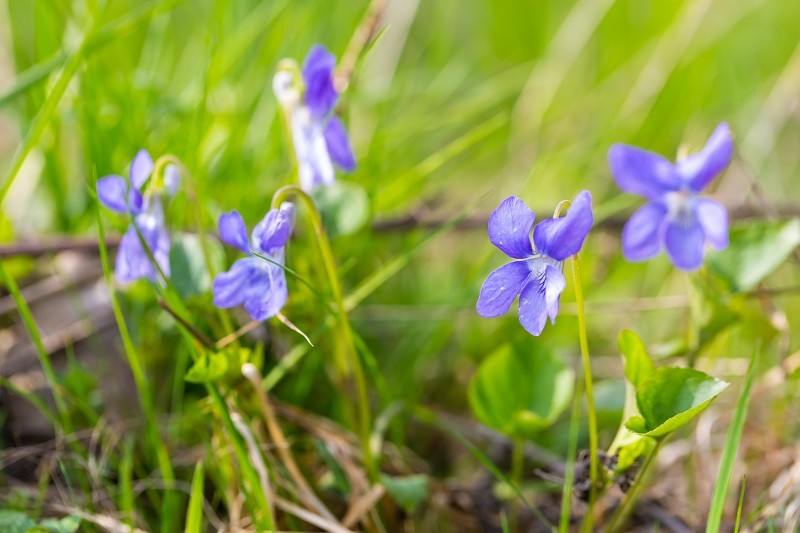 get rid of wild violets