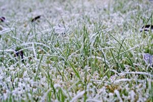 How to Care for the Lawn in Winter