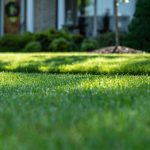 Selecting the Right Grass for Your Region