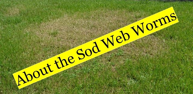 Sob webworms lawn damae