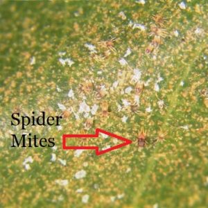 Eliminate Spider Mites