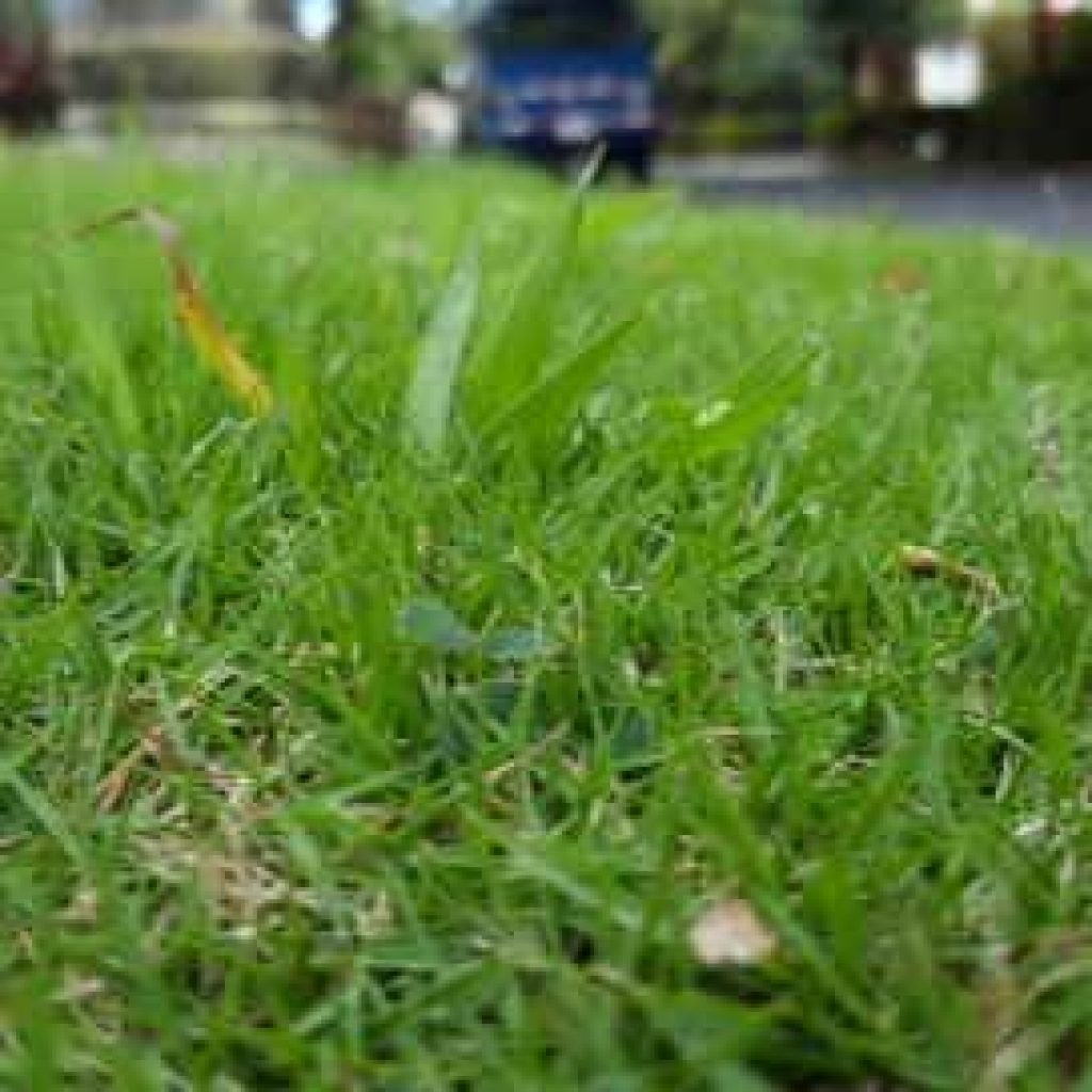 Selecting the Right Grass for Your Region