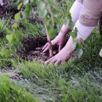 Importance of Spring Root Fertilization
