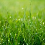 Process of growing grass in your garden