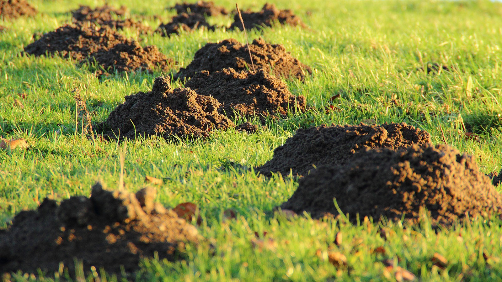 Professional mole control service removing moles to prevent lawn damage in Middle Tennessee