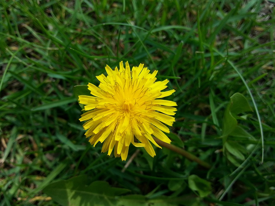 Dandelions growing in a Middle Tennessee lawn before seasonal weed treatment.