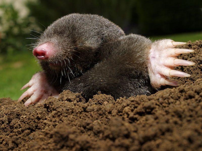 Effective mole control techniques to safeguard your lawn from pests