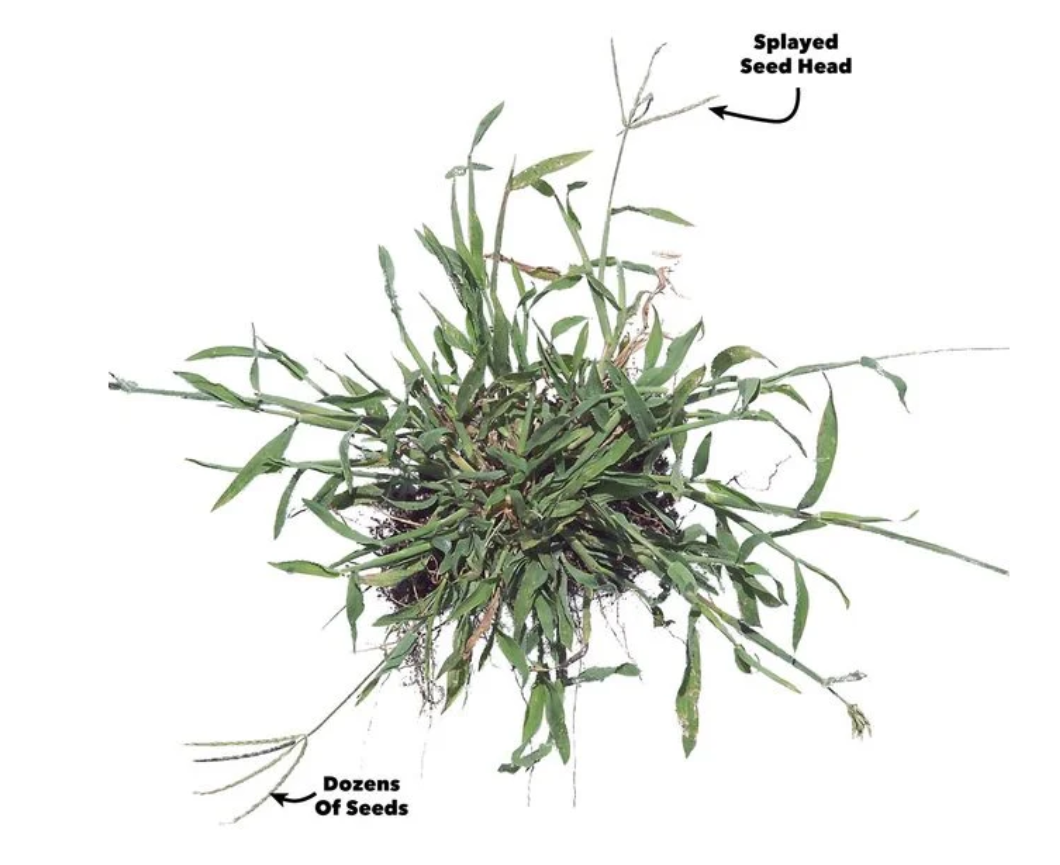 Crabgrass, a tenacious and invasive weed, can persist through the winter months, posing a significant threat to the health and beauty of your lawn