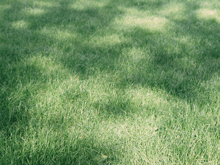 SL_BP_PHOTO_RESIZED-2 | SecureLawn | SecureLawn Brown Patch Disease